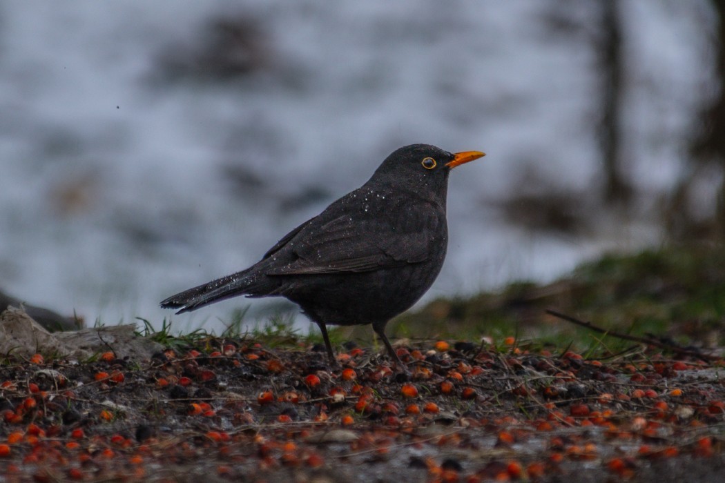 Common Blackbird