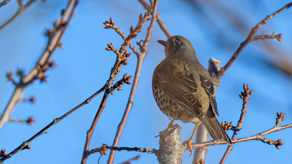 Mistle Thrush