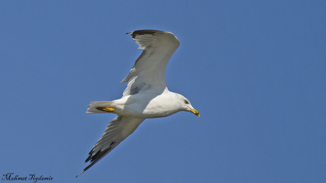 Armenian Gull