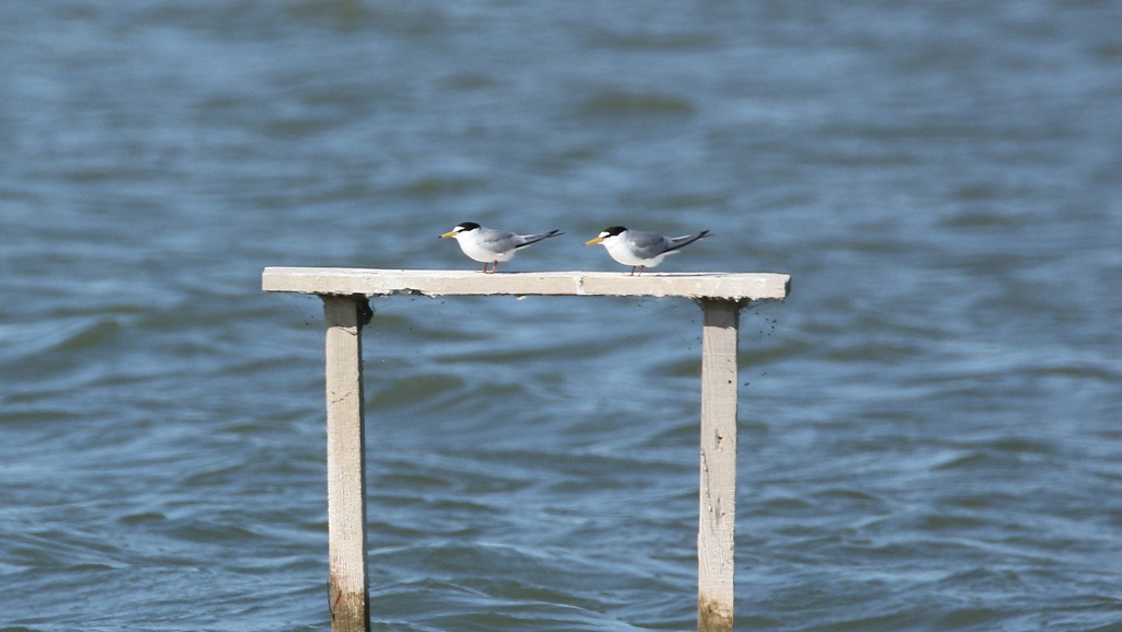 Little Tern