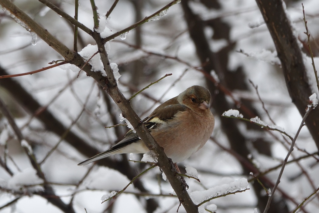 Eurasian Chaffinch