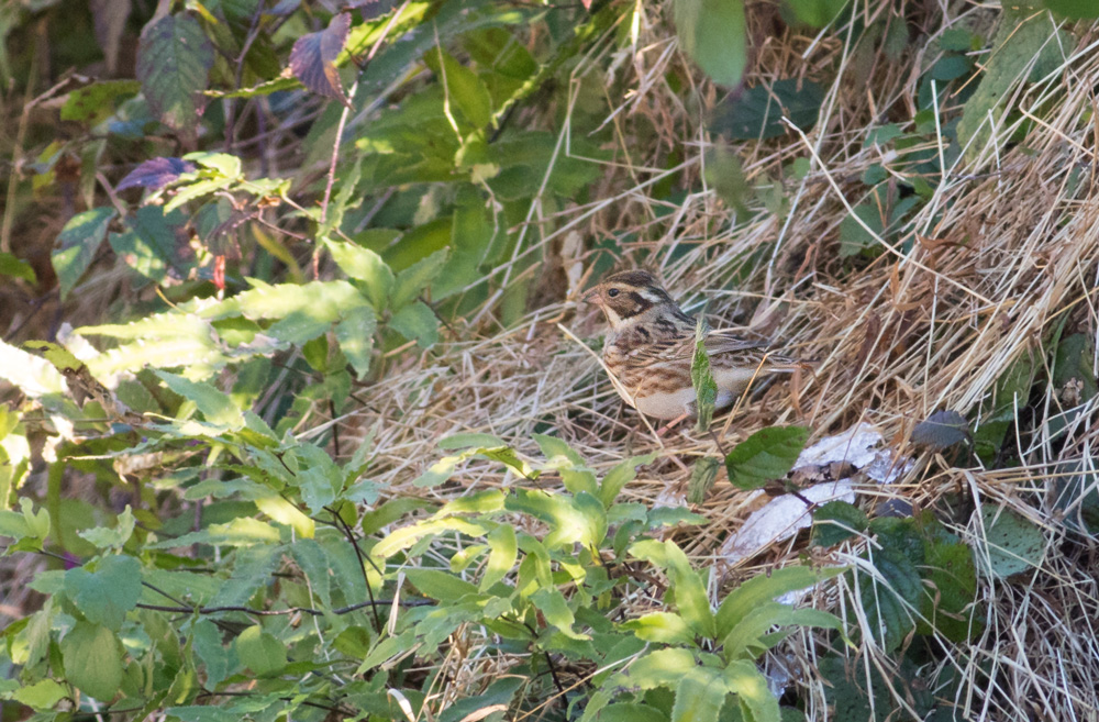Rustic Bunting