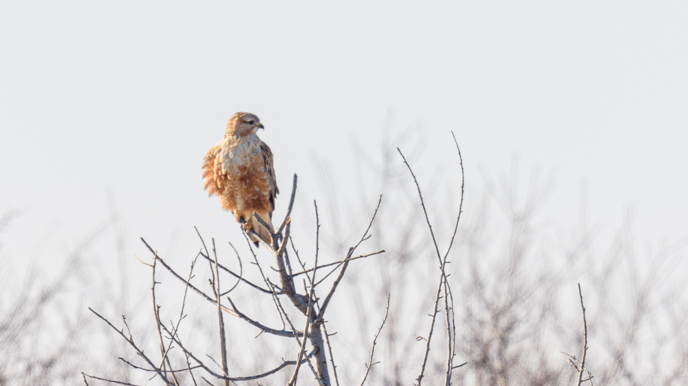 Long-legged Buzzard