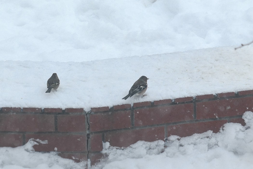 Eurasian Chaffinch