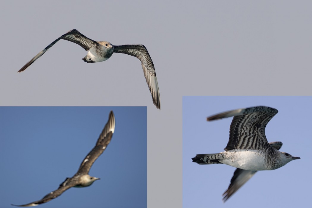 Long-tailed Jaeger