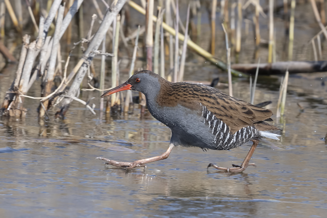 Water Rail