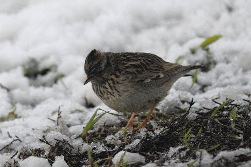 Woodlark