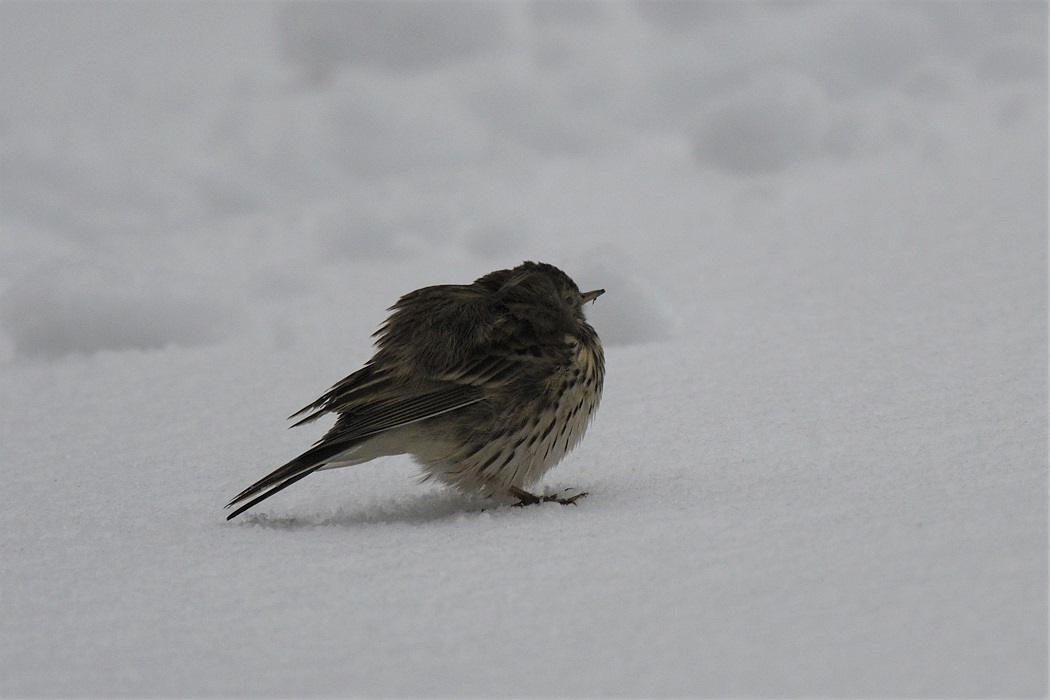 Meadow Pipit