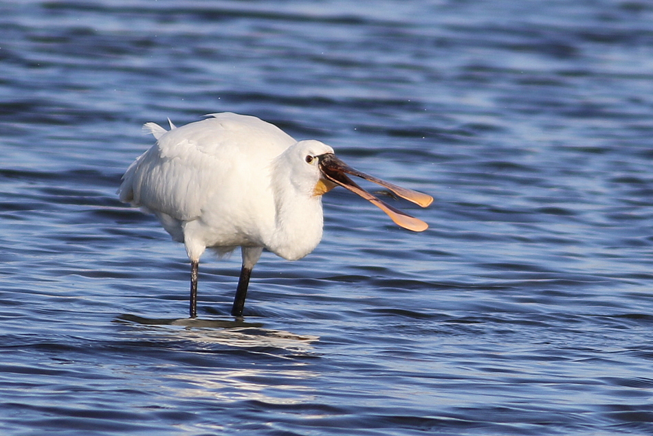 Eurasian Spoonbill
