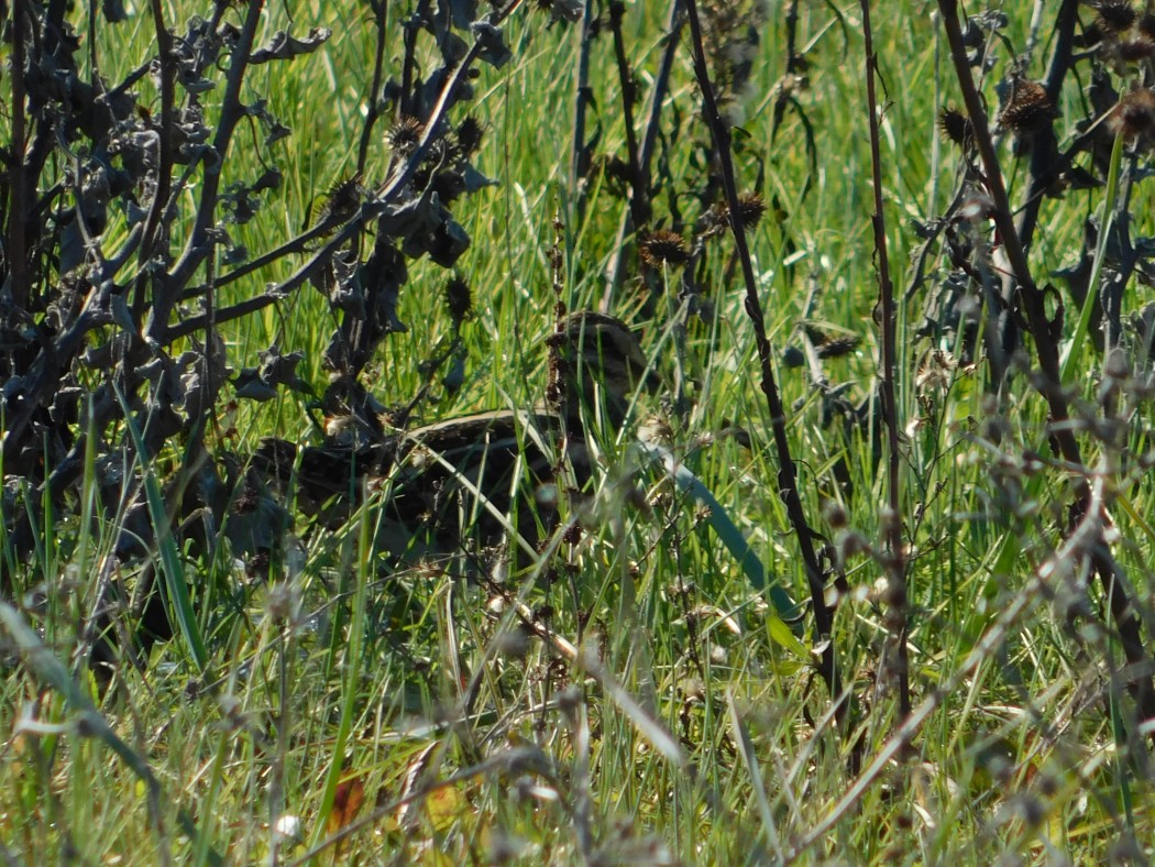 Common Snipe