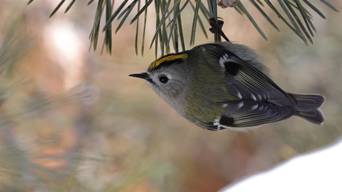 Goldcrest