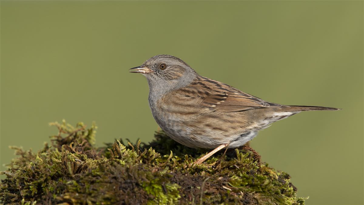 Dunnock