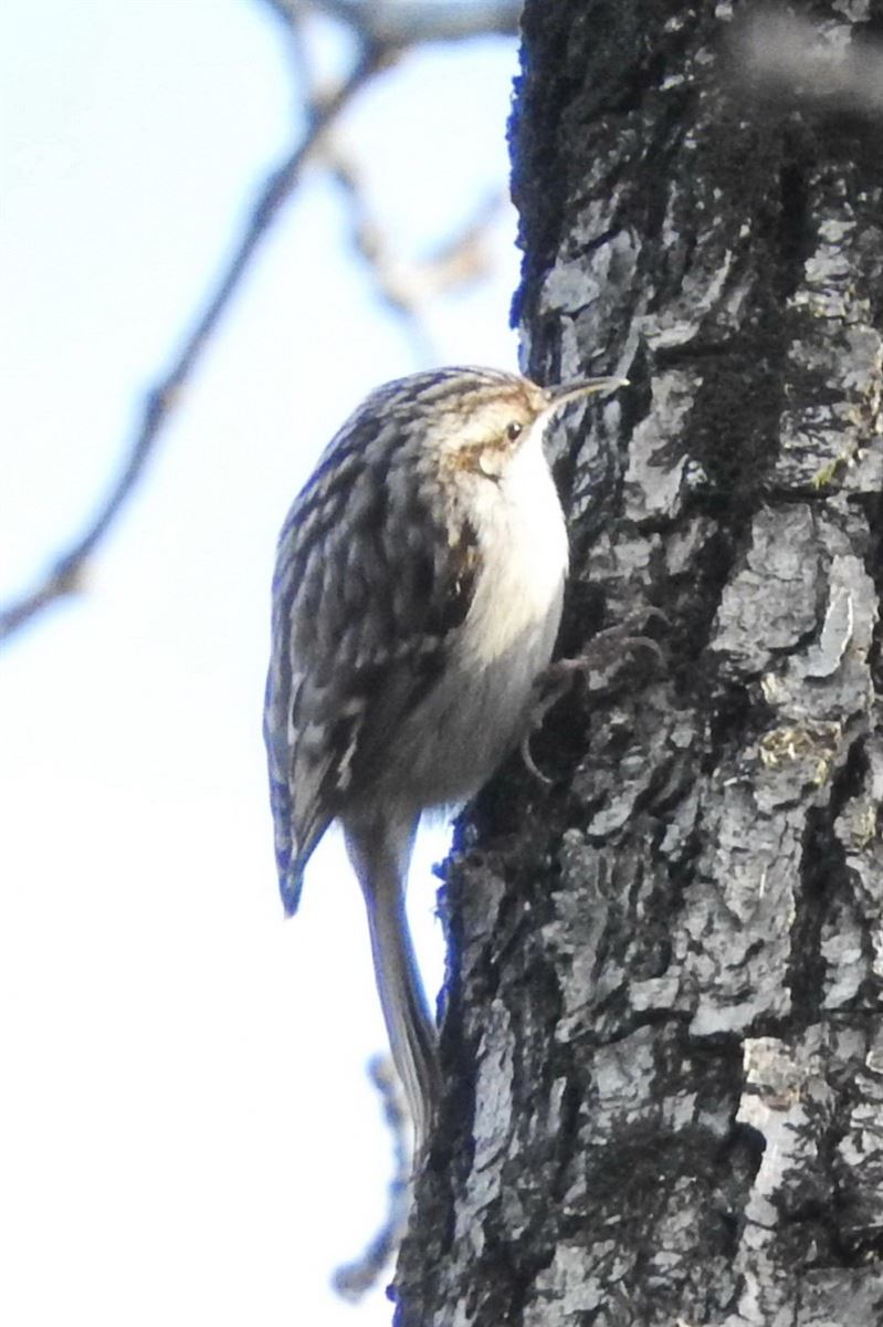 Eurasian Treecreeper