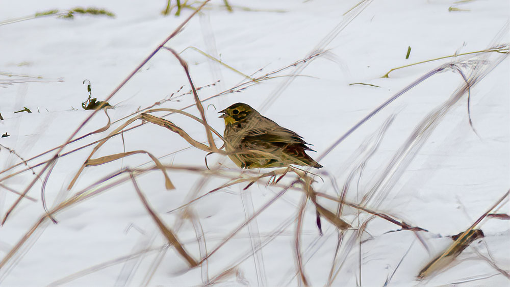 Yellowhammer