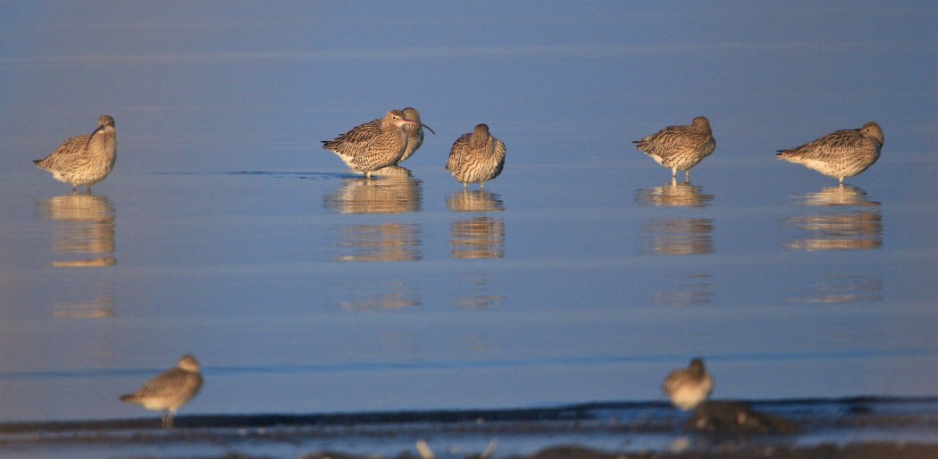 Eurasian Curlew