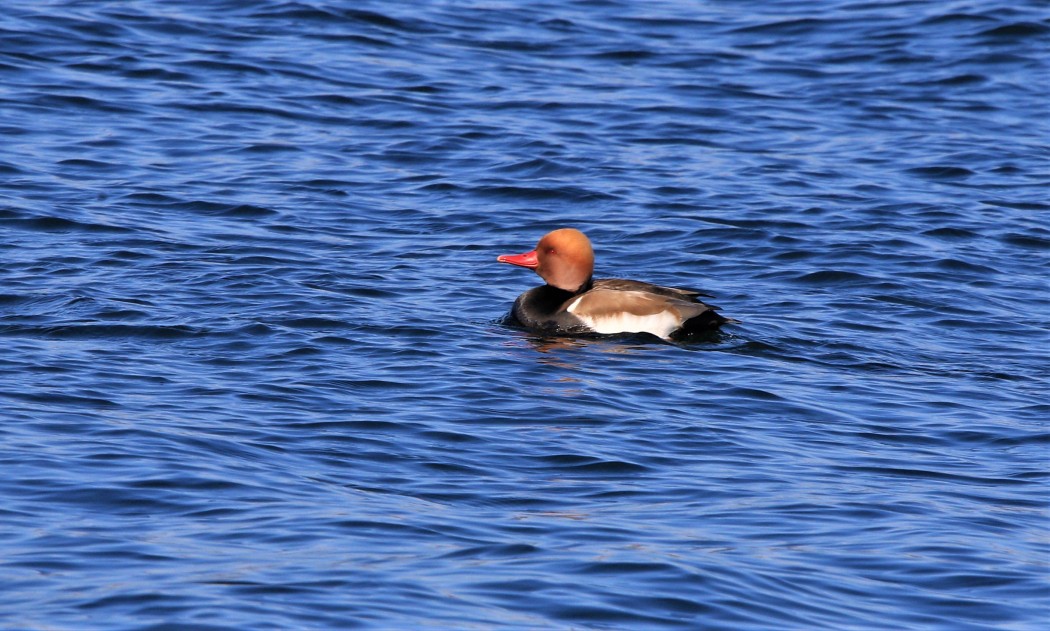 Red-crested Pochard