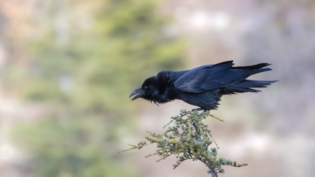Northern Raven