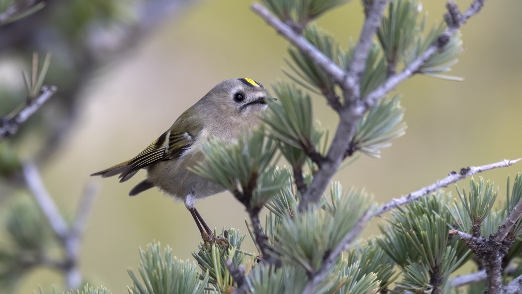 Goldcrest
