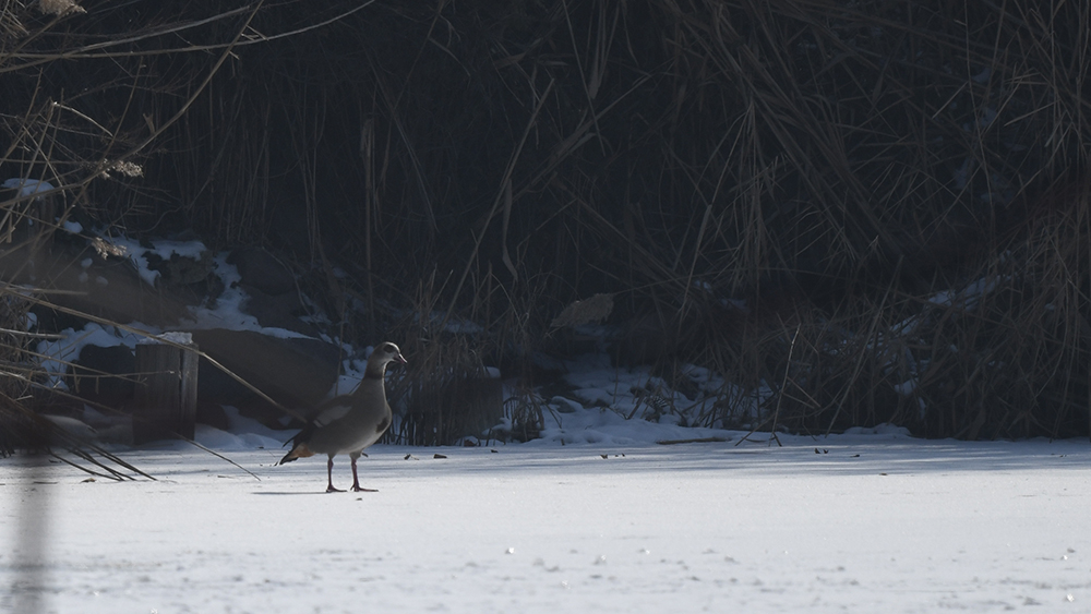 Egyptian Goose