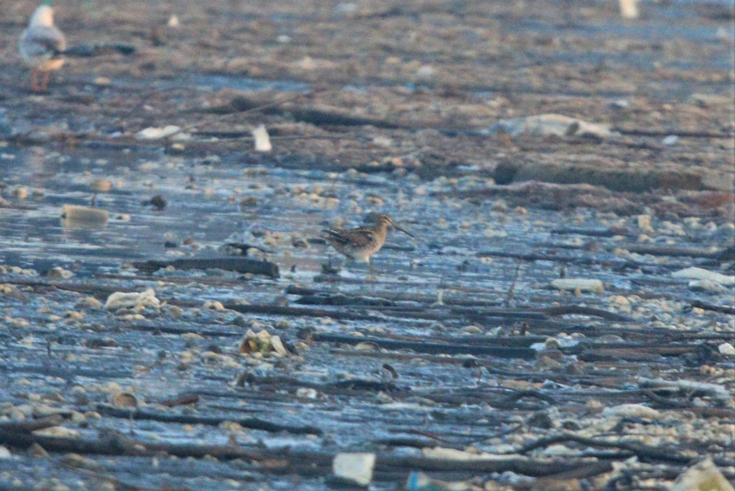 Common Snipe
