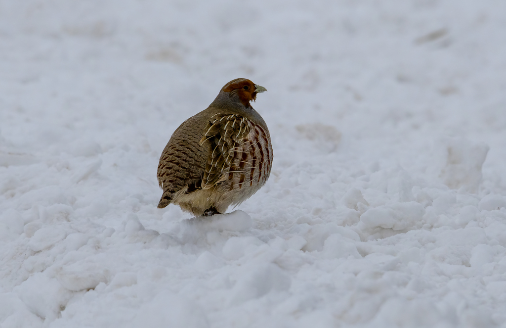 Grey Partridge