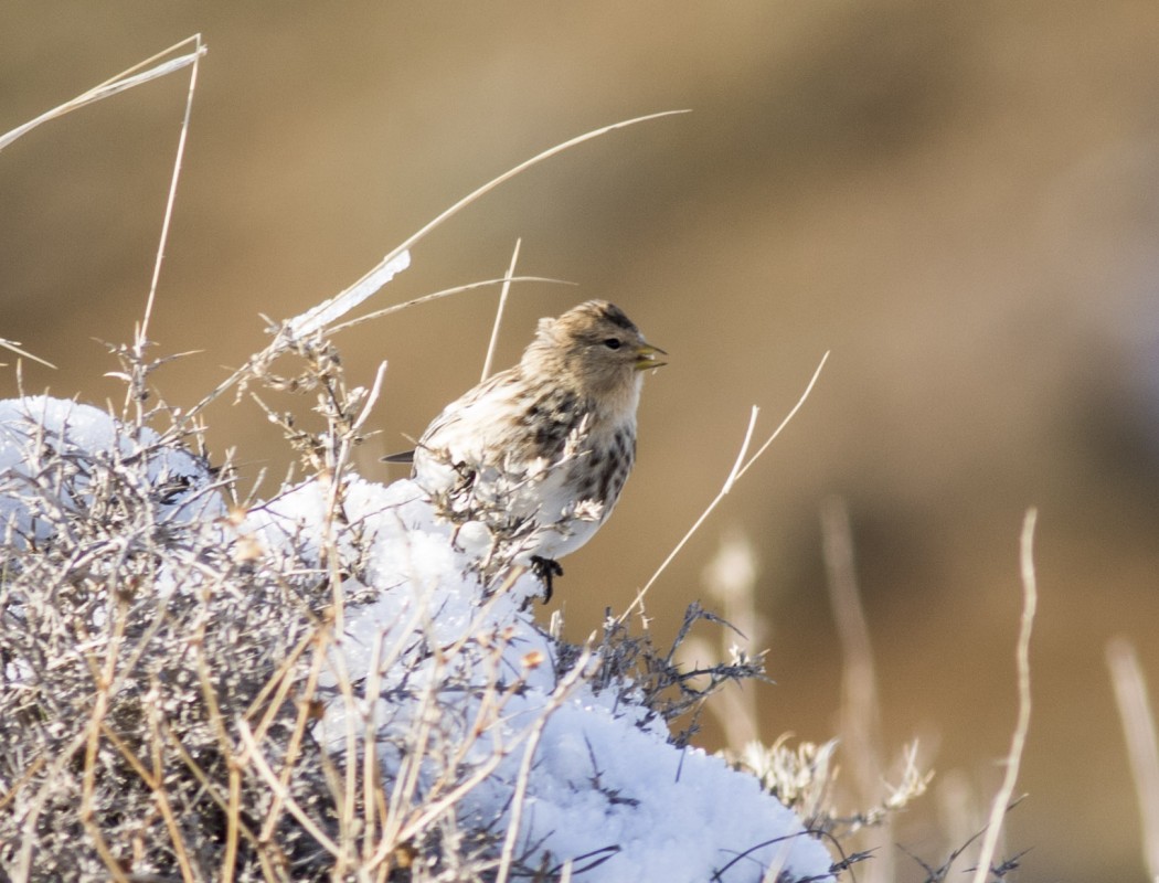 Twite
