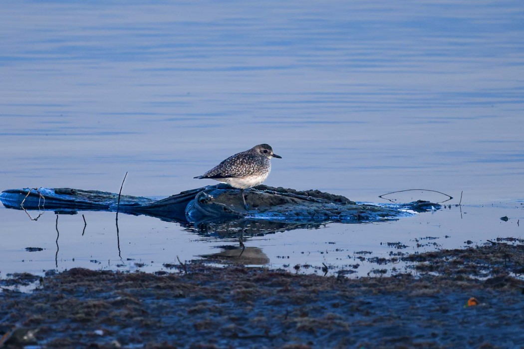 Grey Plover