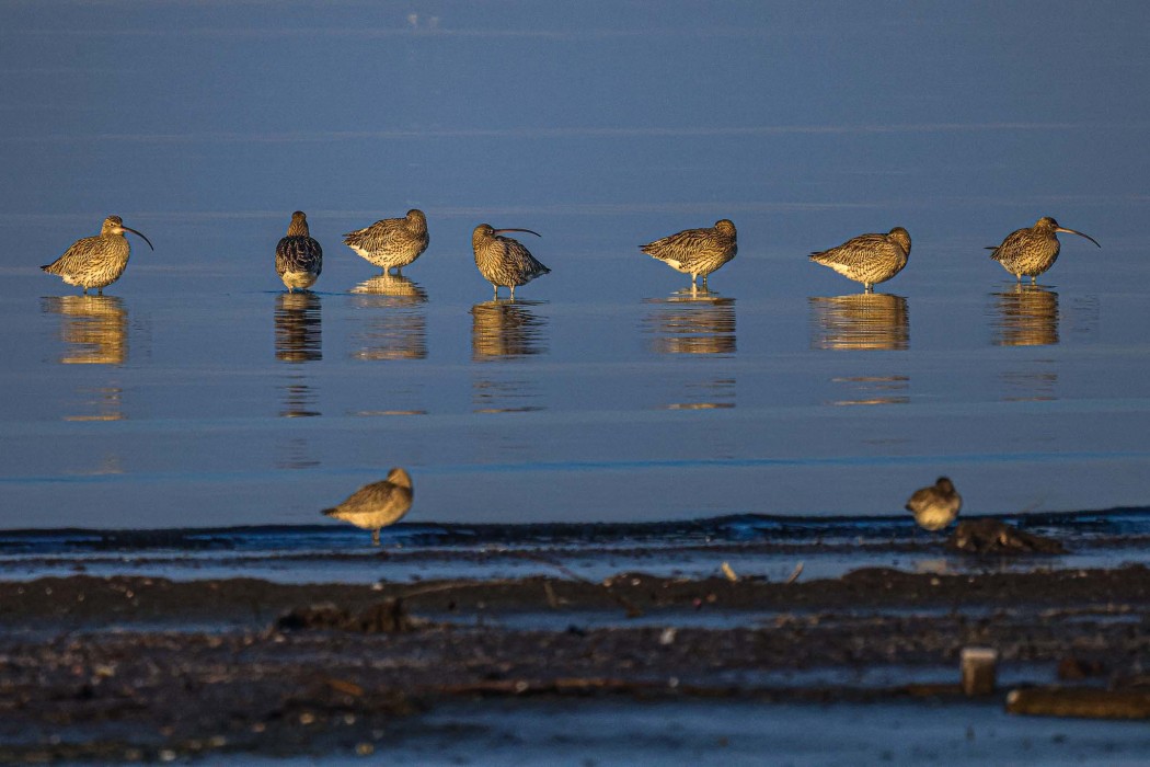 Eurasian Curlew