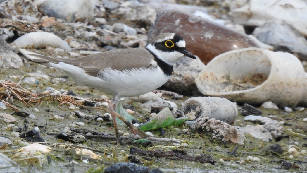 Little Ringed Plover