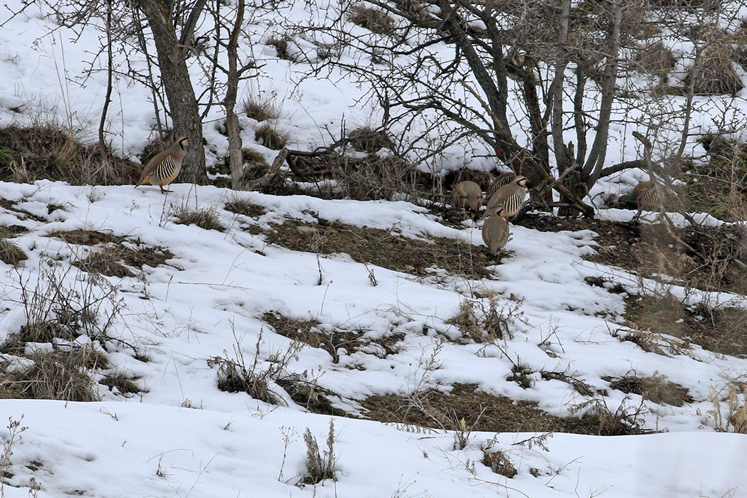 Chukar Partridge