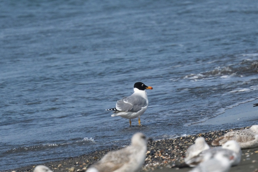Pallas`s Gull