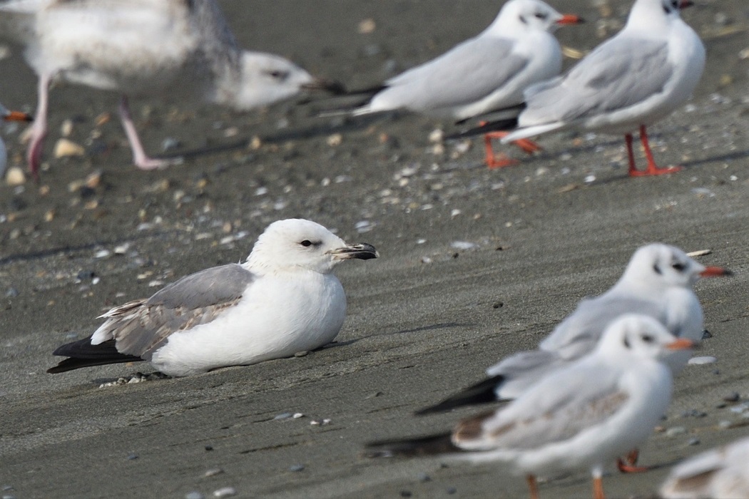Armenian Gull