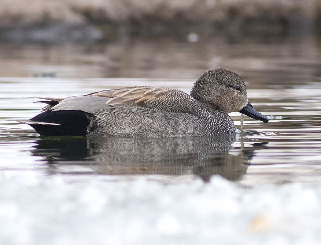 Gadwall