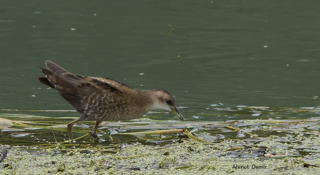 Little Crake