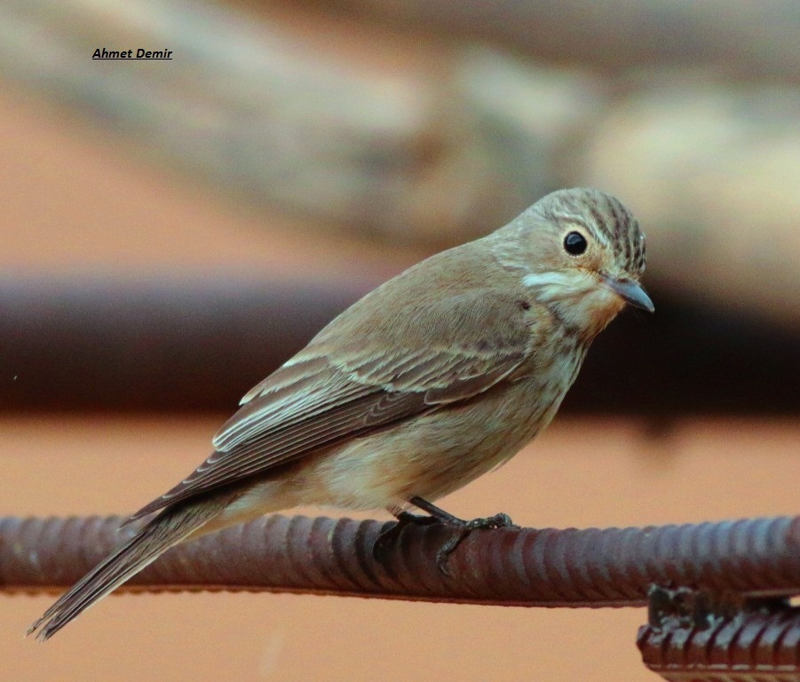 Spotted Flycatcher