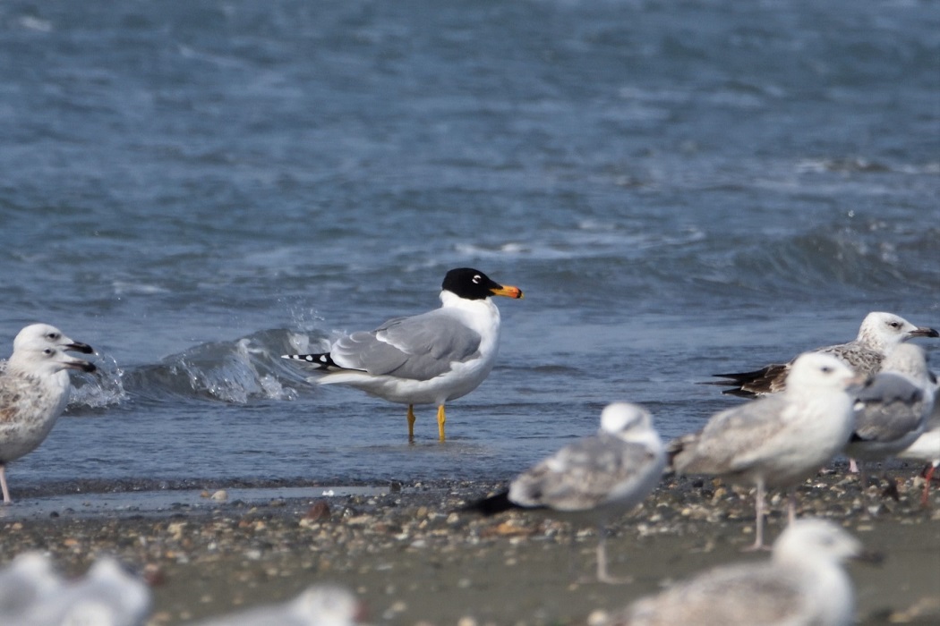 Pallas`s Gull