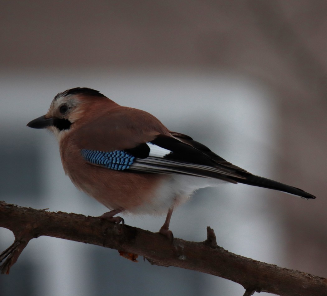 Eurasian Jay
