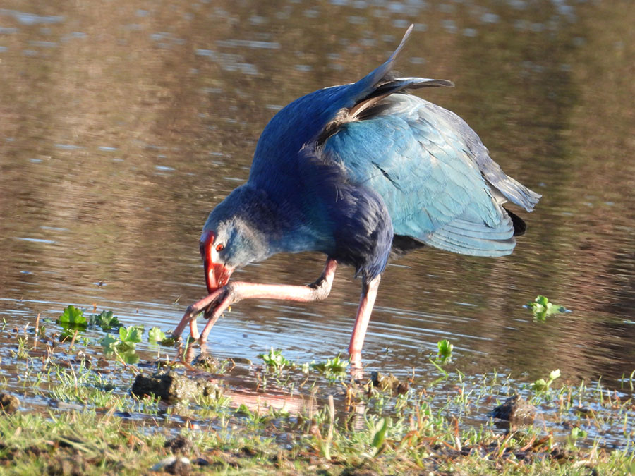 Grey-headed Swamphen