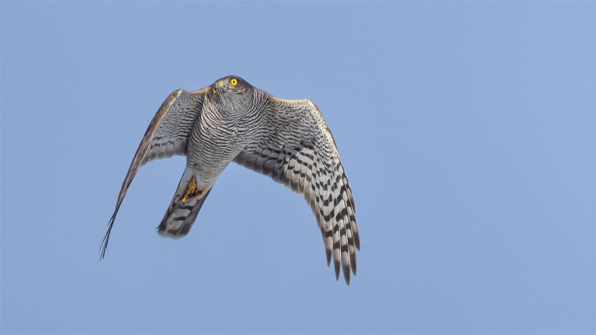 Eurasian Sparrowhawk