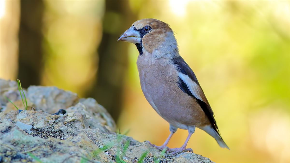 Hawfinch