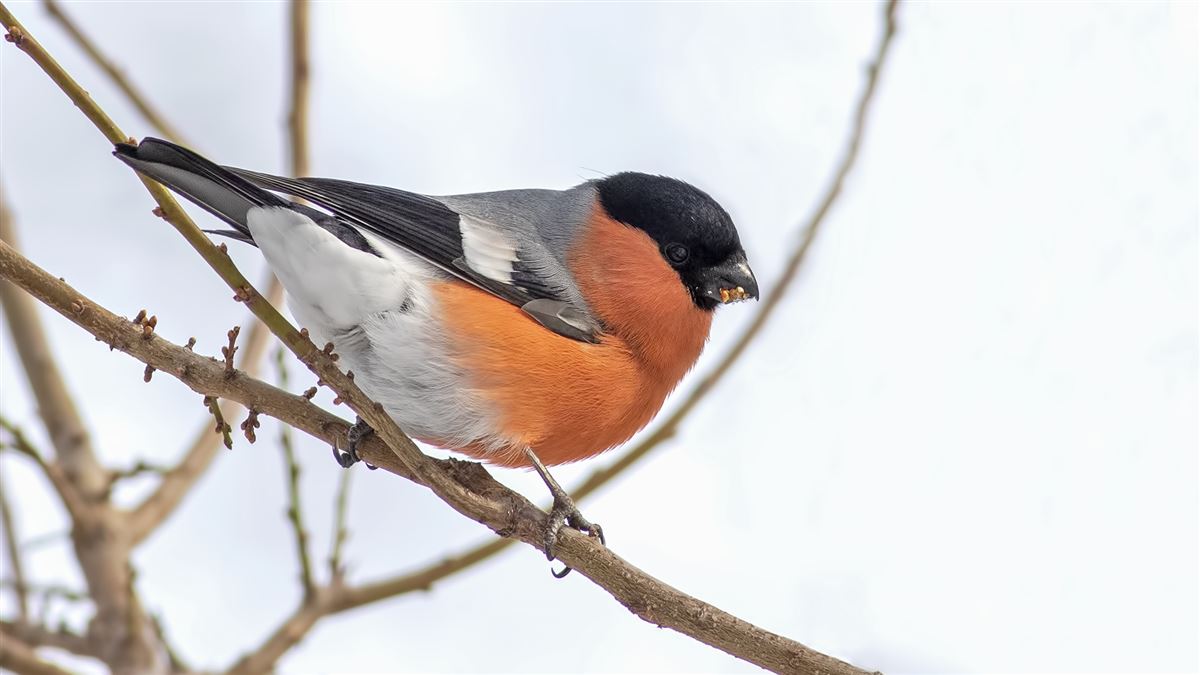 Eurasian Bullfinch