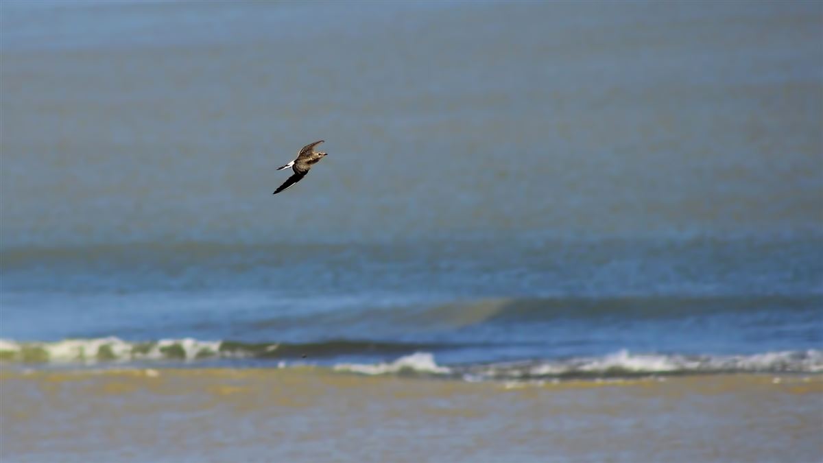Collared Pratincole