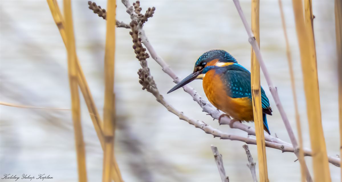 Common Kingfisher