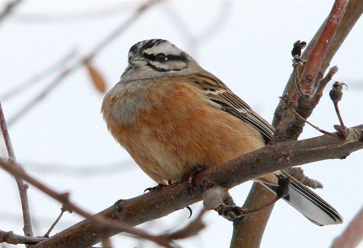 Rock Bunting