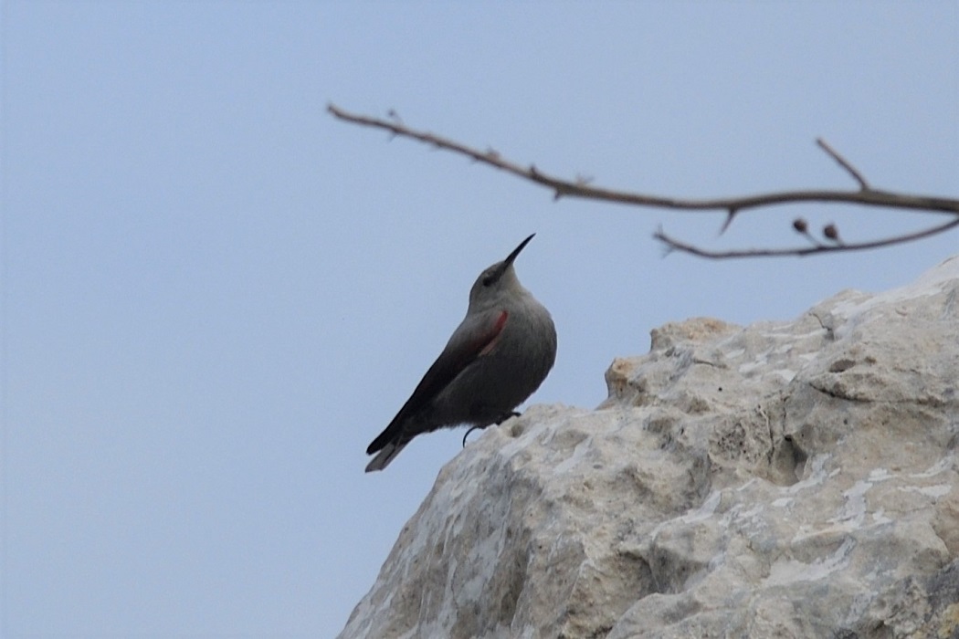Wallcreeper