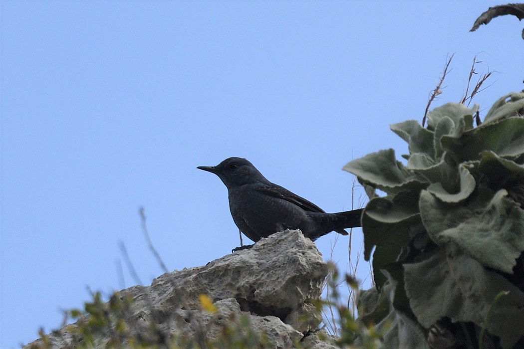 Blue Rock Thrush