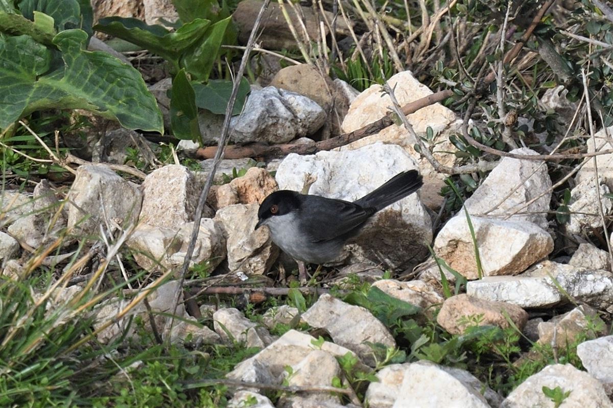 Sardinian Warbler