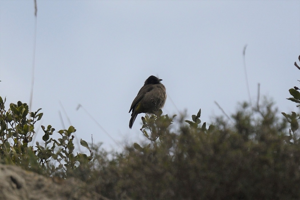 White-spectacled Bulbul