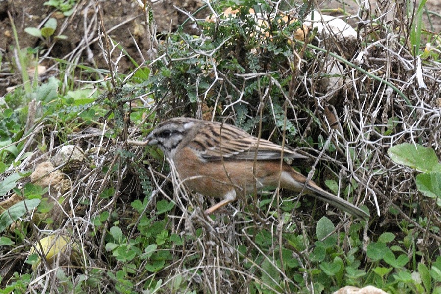 Rock Bunting