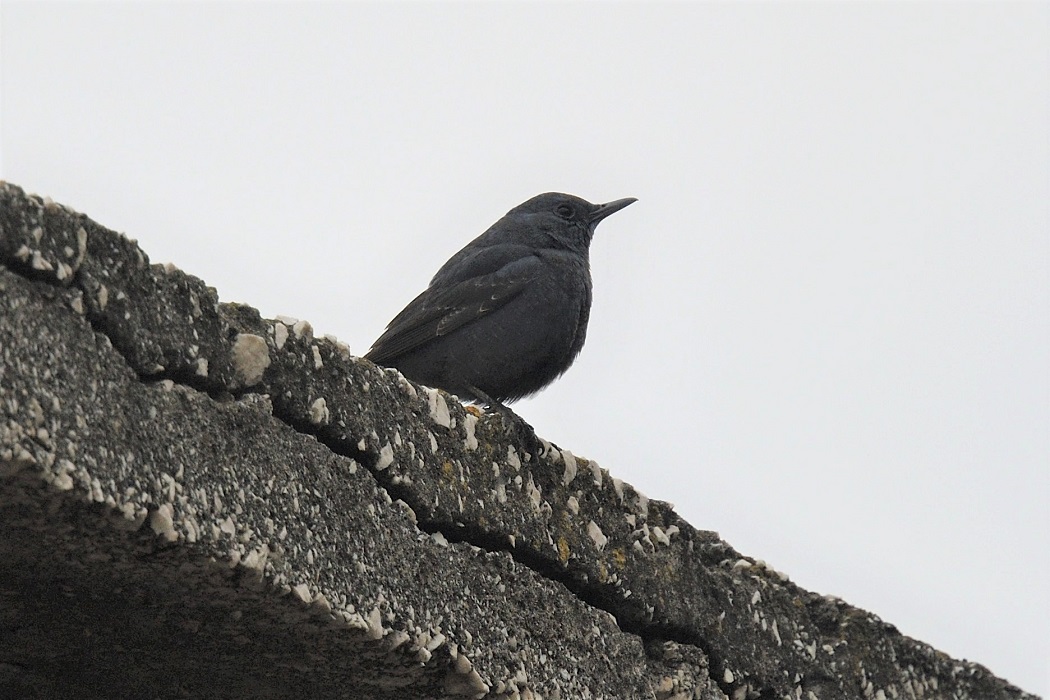 Blue Rock Thrush
